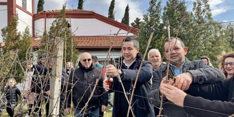 Одбележан Св. Трифун со традиционално закројување на лозјето