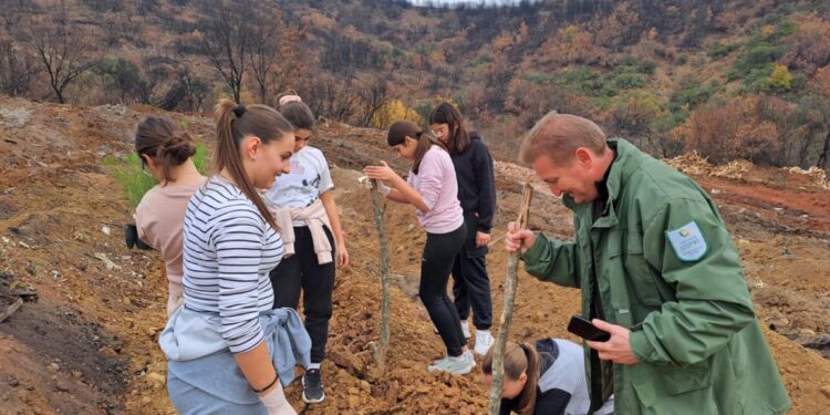 Уште еднаш успешно организирана акција за пошумување- засдени 4.000 дрвца во близина на Негорци