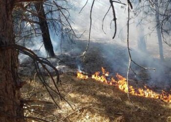 Јавен повик за работно ангажирање на 25 невработени лица за заштита и превенција од пожари и оплеменување на животната средина на локално ниво (пошумување)